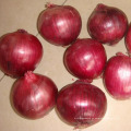 Cebolla roja de la venta caliente (5-8cm)